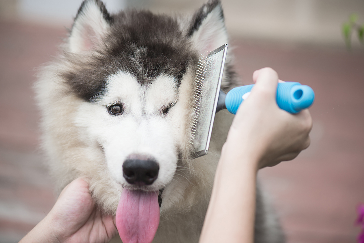 Gezonde vacht honden