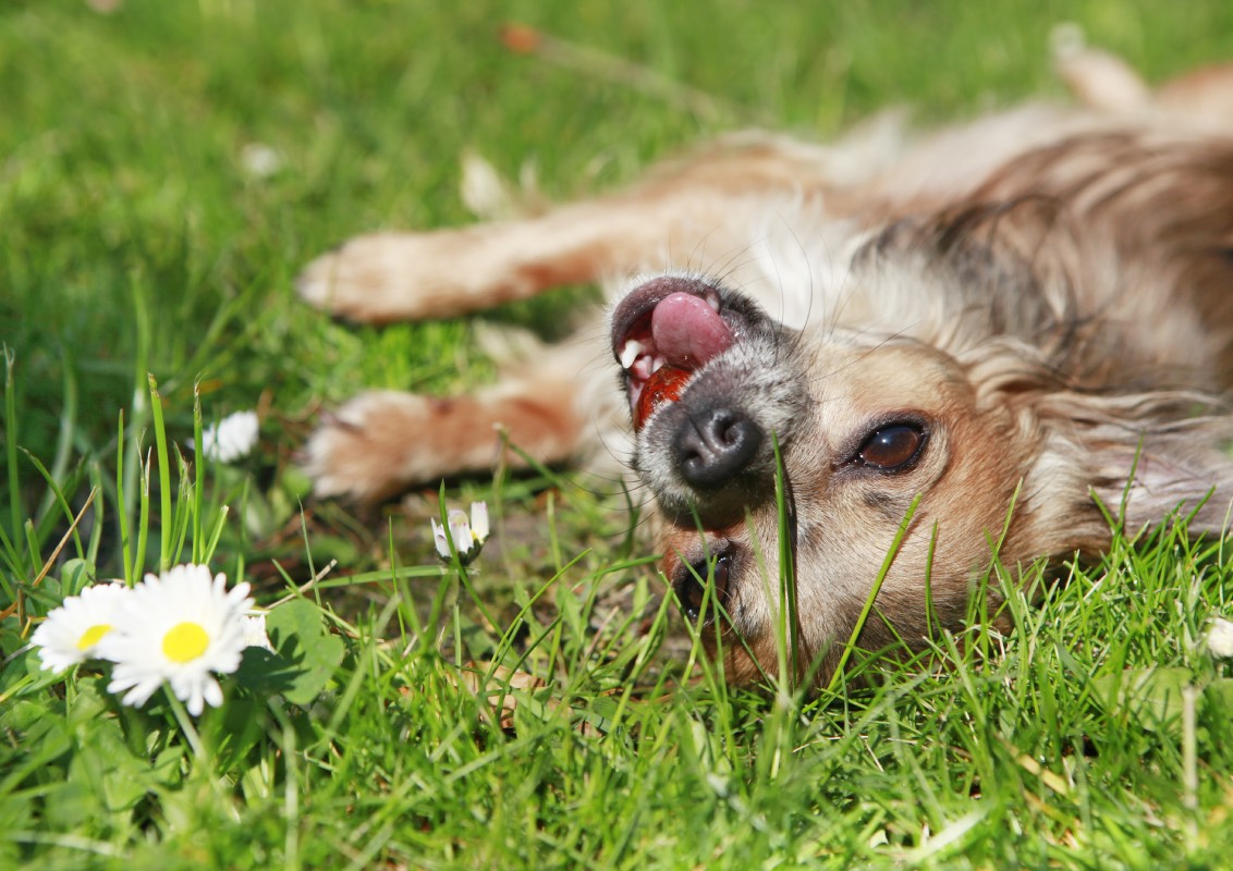 giftige planten hond tuintips