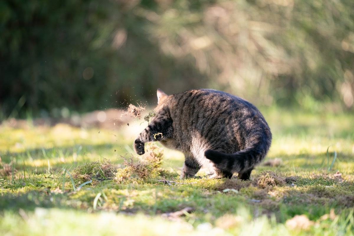 giftige plant kat tuin graven 