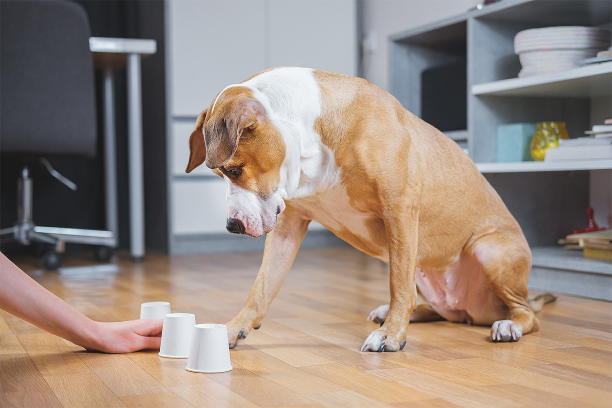 hond gelukkig blij