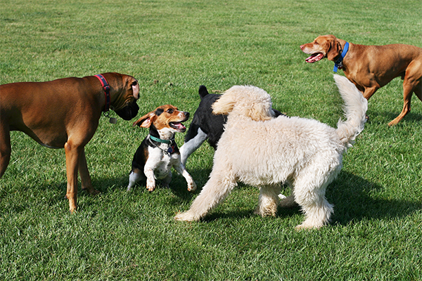 hond opvoeden socialisatie