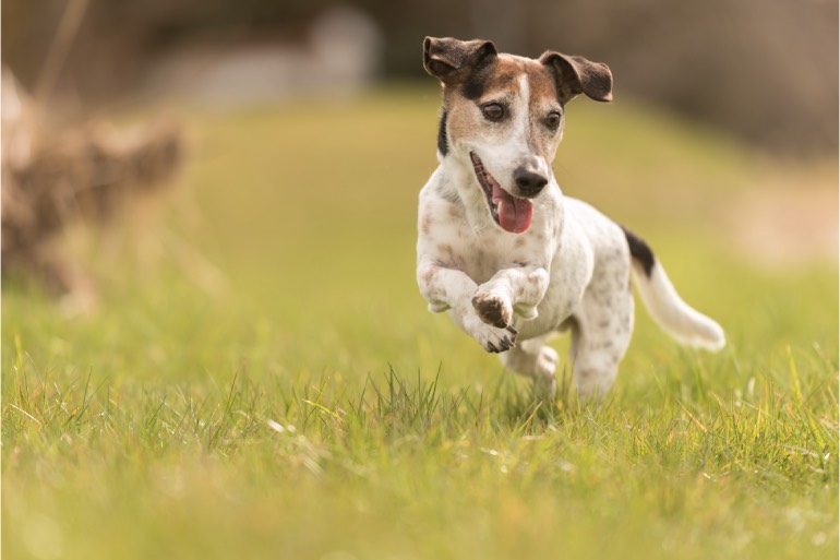 hond beweging lopen sport wandelen