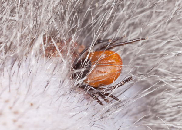 parasiet teken bij katten