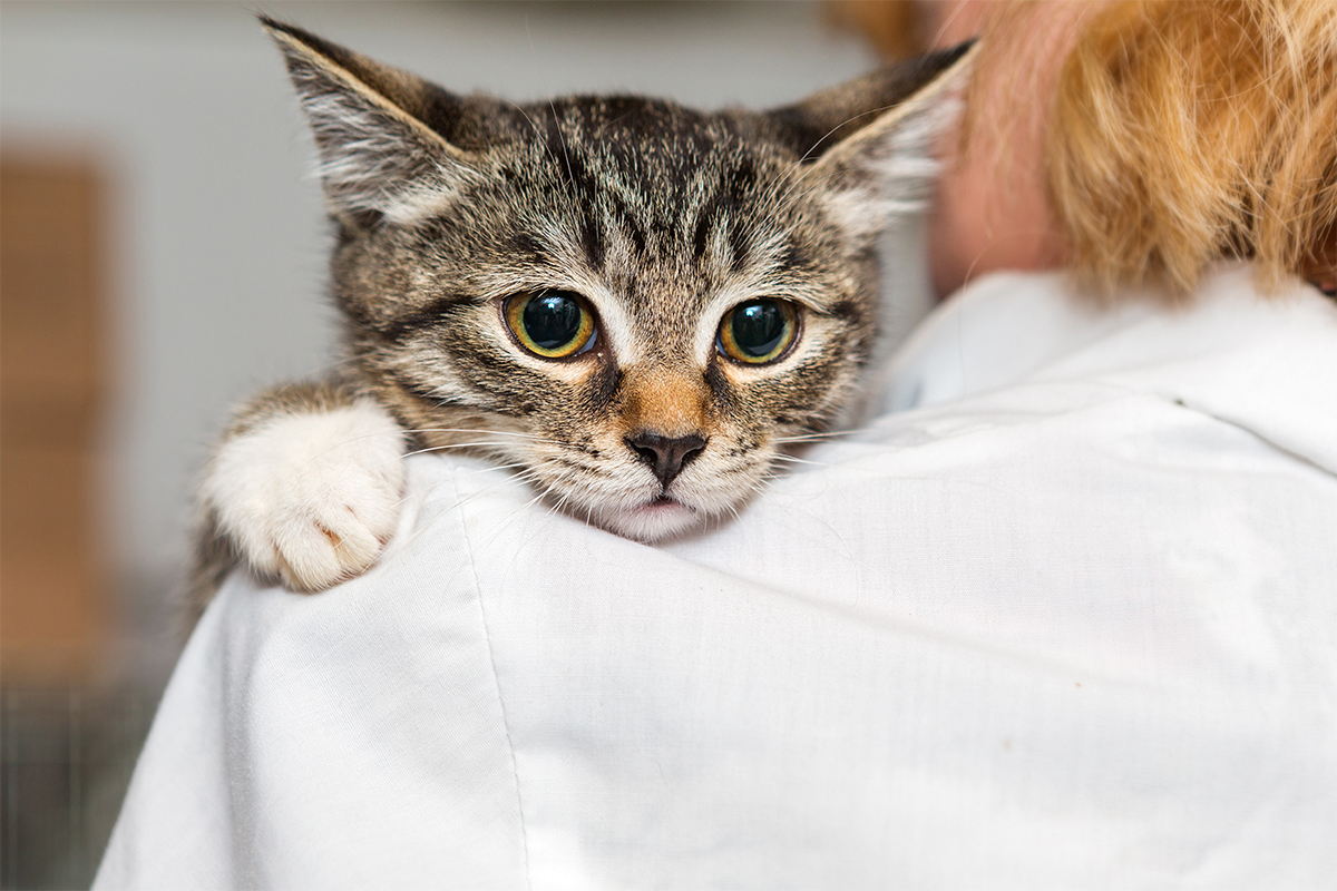 stress bij katten