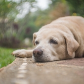 Heeft je hond artrose? Zo hou je de levenskwaliteit op peil!