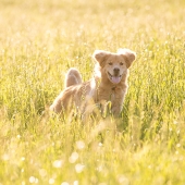 Grasaren bij honden: wat kan je doen?