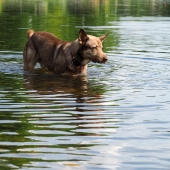 hond in water