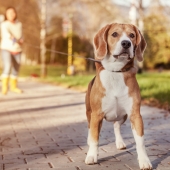 Mijn hond blaft altijd naar andere honden. Hoe leer ik het hem af?