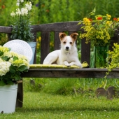 giftige planten hond tuin buiten gevaarlijk