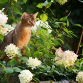 giftige plant kat gevaarlijk buiten