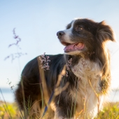 hond gelukkig behoeften blij