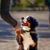 hond opvoeden hondengedrag