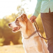 hond uitlaten wandelen lopen