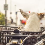 hond in fietsmand