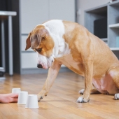 Hond bezig houden tijdens corona