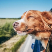 hond kat mee vakantie