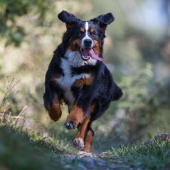 Leukste wandelroutes hond