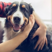 Ontworming honden