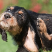 Ringworm bij honden