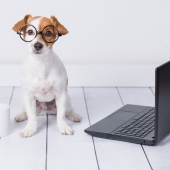 Je hond ontwormen doe je zo