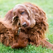 Oorontsteking hond herkennen