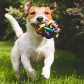 puppy met speeltje