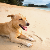 Samen eropuit! Dit zijn de leukste hondenstranden in Nederland