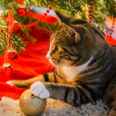 kat in kerstboom