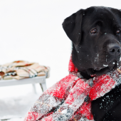 Hond en zijn baasje die samen een leuke winteractiviteit beleven