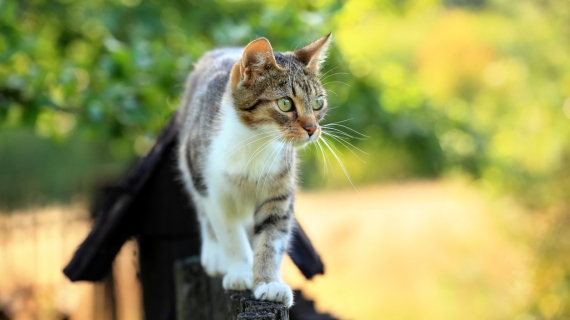 Waarom katten met artrose voldoende moeten bewegen