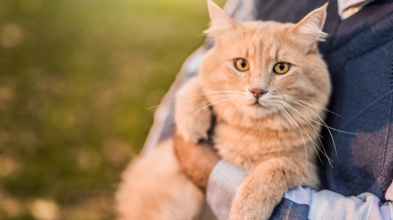 hoe oud wordt een kat