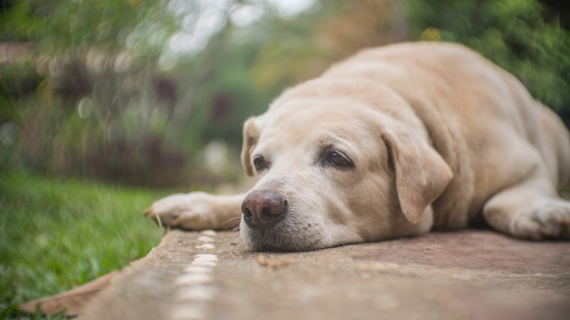 Heeft je hond artrose? Zo hou je de levenskwaliteit op peil!