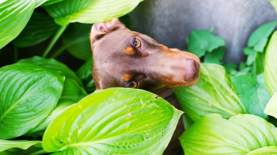 hond tussen planten