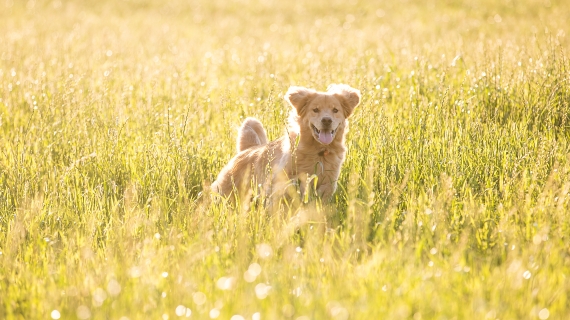 Grasaren bij honden: wat kan je doen?