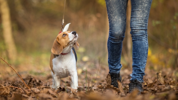 hond uitlaten