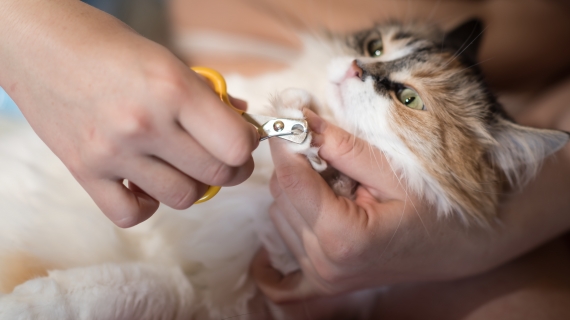 nagels kat knippen