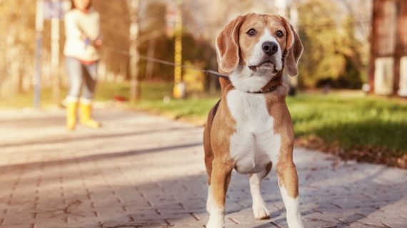 Mijn hond blaft altijd naar andere honden. Hoe leer ik het hem af?