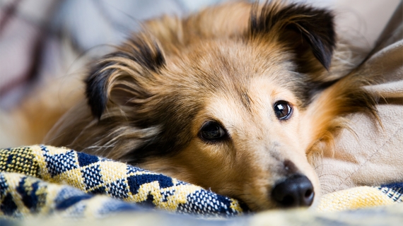 artrose hond gewrichten verwachting