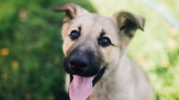 Blijft hond gezond