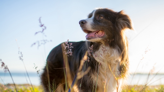 hond gelukkig behoeften blij