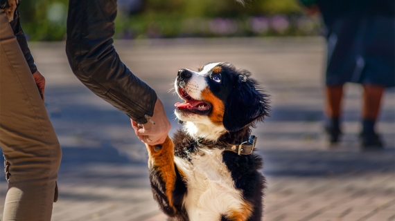 hond opvoeden hondengedrag