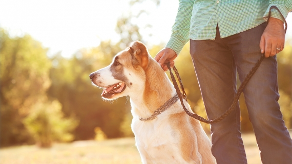 hond uitlaten wandelen lopen