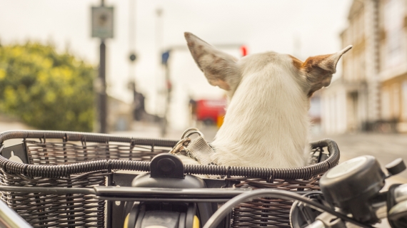 hond in fietsmand