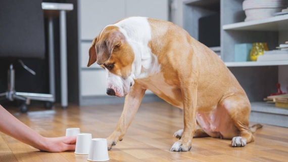 Hond bezig houden tijdens corona