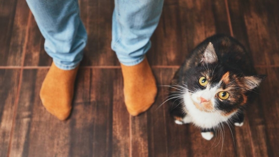 Kat binnen bezig houden 