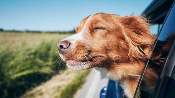 hond kat mee vakantie