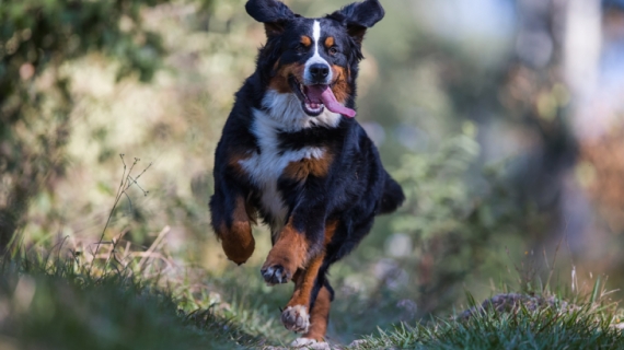 Leukste wandelroutes hond