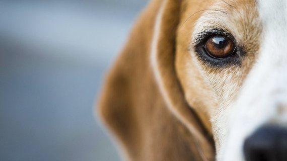 De ogen van je hond verzorgen: alles wat je moet weten