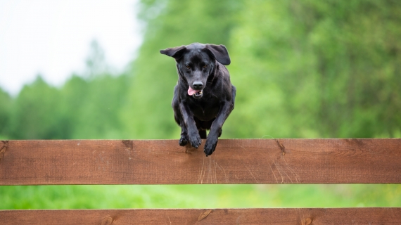 hond beweging gezond sterk