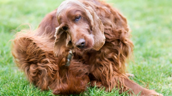 Oorontsteking hond herkennen